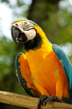 Parrott2